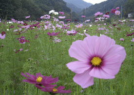 Hanayama Wed Awaji Township headwaters