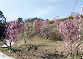 Hirota Umebayashi