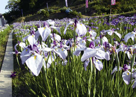 Hydrangea iris-alpine