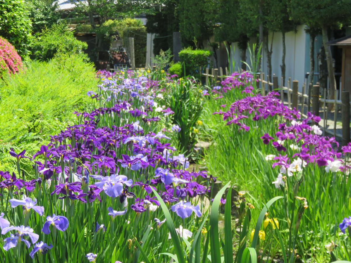 島を歩こう 花の札所を巡ろう あわじ花へんろ 淡路島は もっと花の島になります